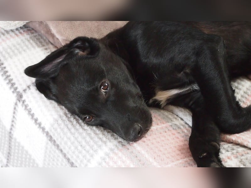 Goldiger Atlas sucht seine Menschen Goldiger Atlas sucht seine Menschen