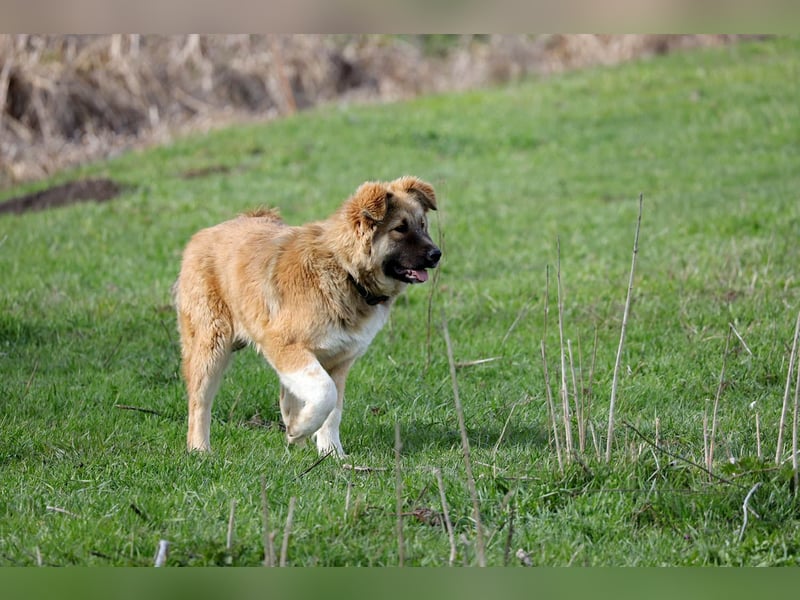 Knuffige Arika sucht ihre eigene Familie