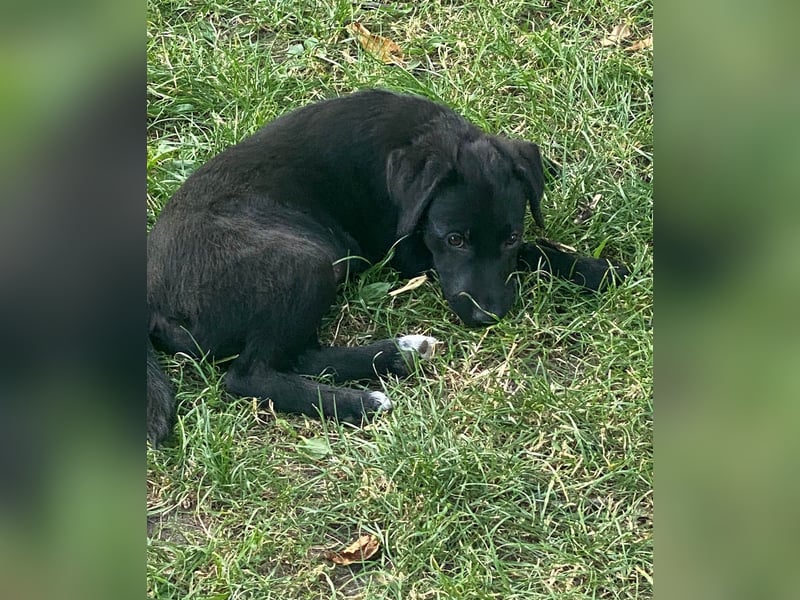 Goldiger Atlas sucht seine Menschen Goldiger Atlas sucht seine Menschen