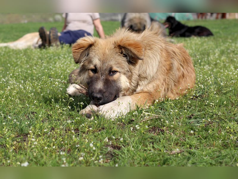 Knuffige Arika sucht ihre eigene Familie