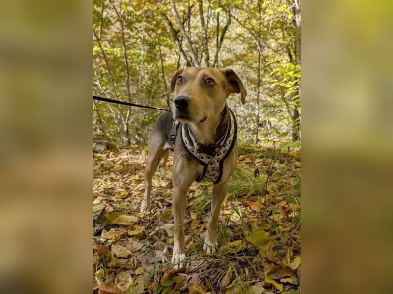 Hübsche Hazel sucht ihr Körbchen