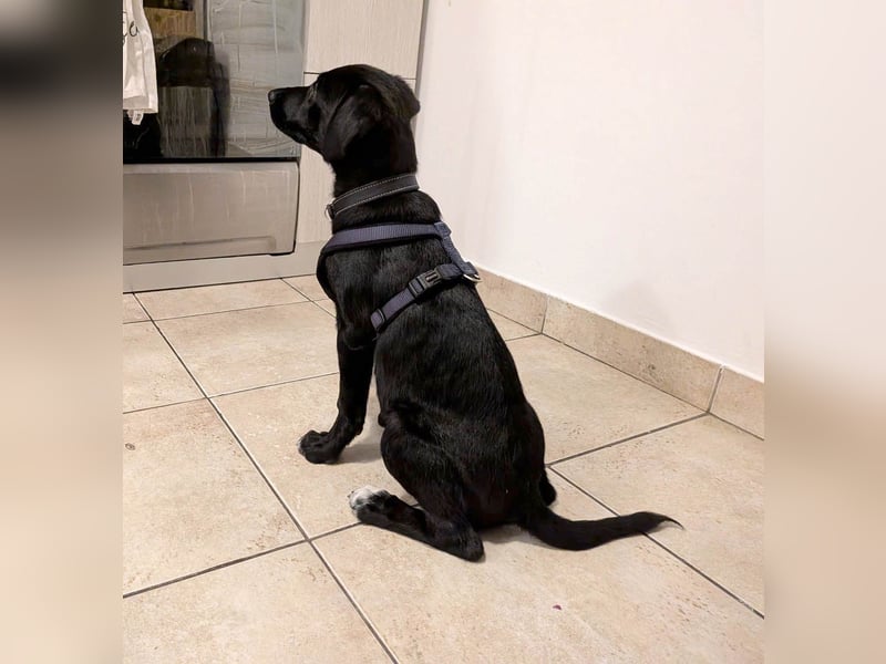 Goldiger Atlas sucht seine Menschen Goldiger Atlas sucht seine Menschen