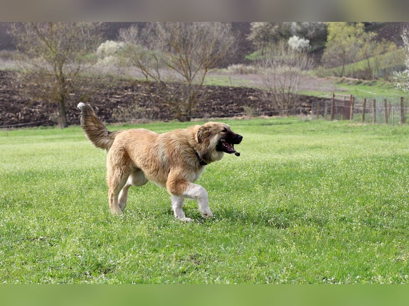 Knuffige Arika sucht ihre eigene Familie