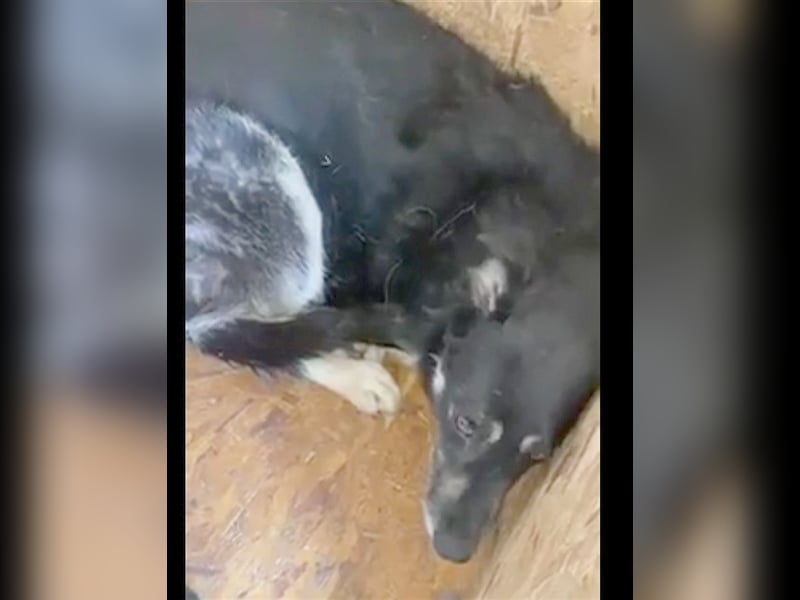 LOONY, ganz armer Wurm LOONY, ganz armer Wurm