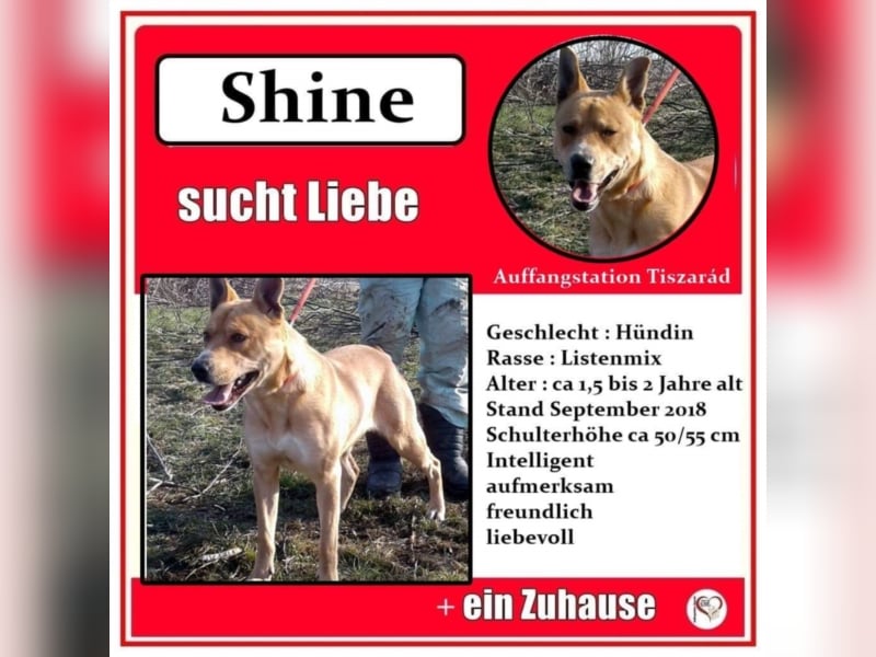 Shine