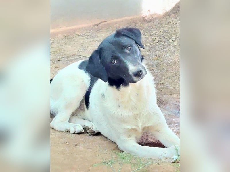Anka sucht ihr Forever Home!