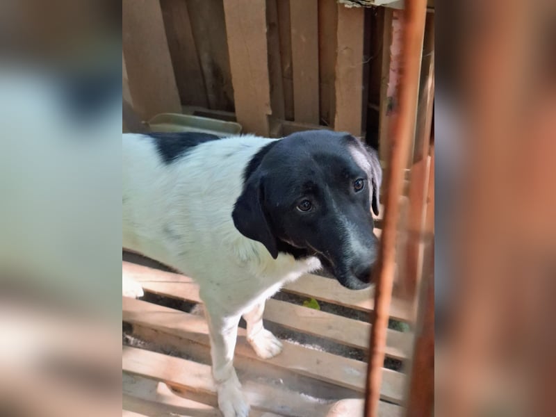 Anka sucht ihr Forever Home!
