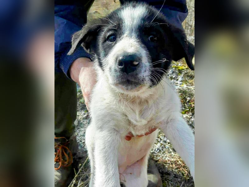 Traumhündin Pippi wünscht sich ein Zuhause.