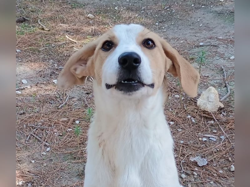 ALTEA - die den Namen einer spanischen Stadt trägt