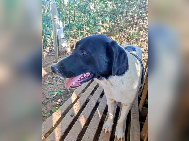 Anka sucht ihr Forever Home!