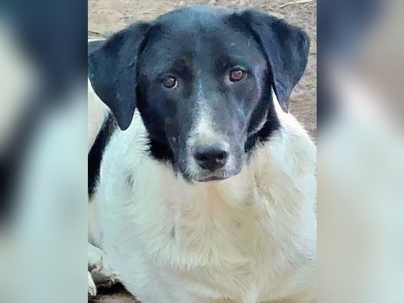 Anka sucht ihr Forever Home!