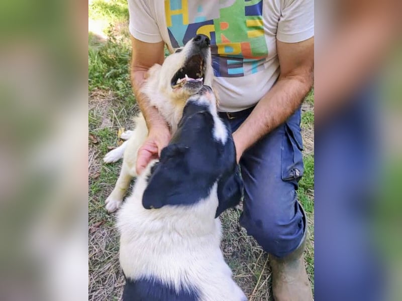 Traumhündin Pippi wünscht sich ein Zuhause.