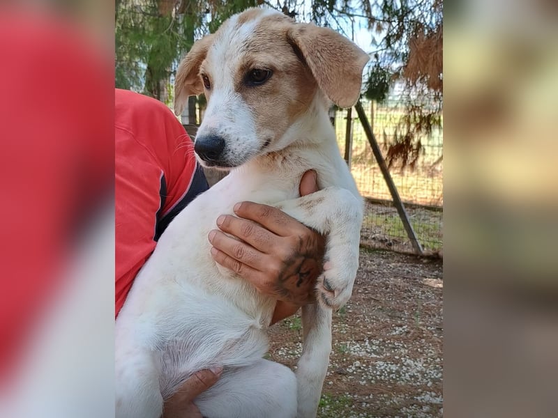 ALTEA - die den Namen einer spanischen Stadt trägt
