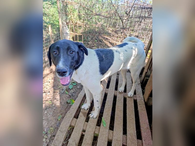 Anka sucht ihr Forever Home!