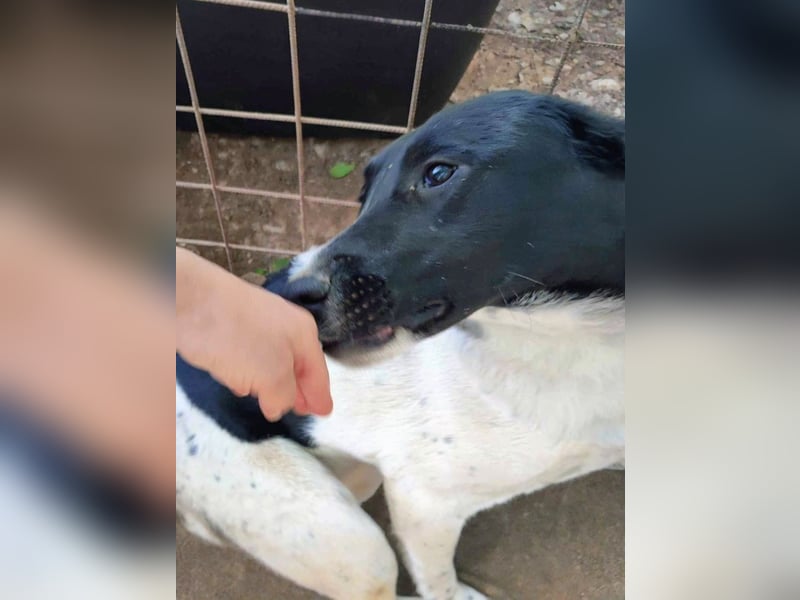 Anka sucht ihr Forever Home!