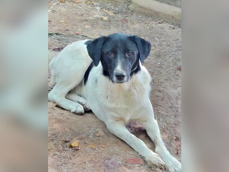 Anka sucht ihr Forever Home!