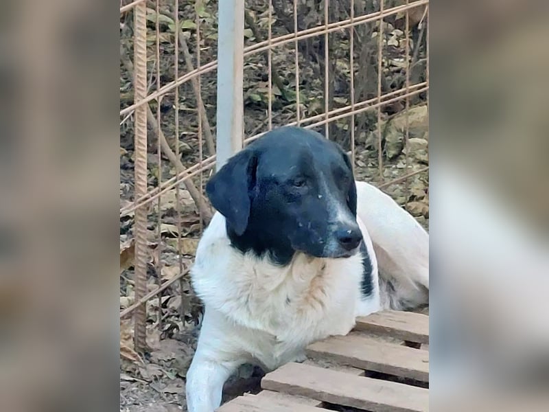 Anka sucht ihr Forever Home!