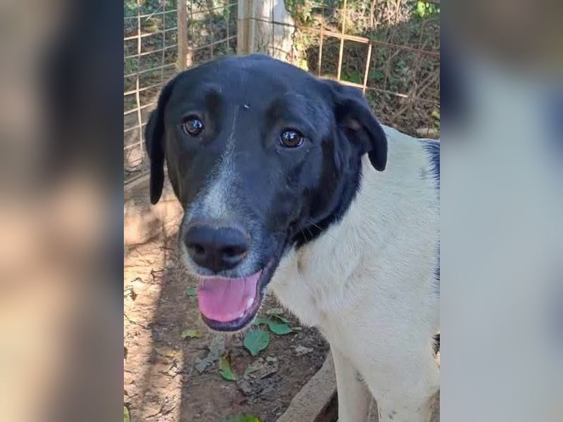 Anka sucht ihr Forever Home!