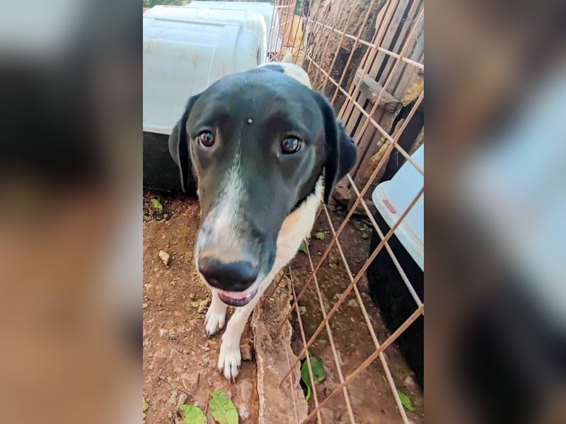 Anka sucht ihr Forever Home!