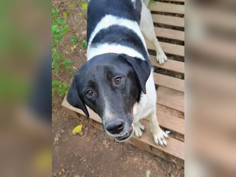 Anka sucht ihr Forever Home!