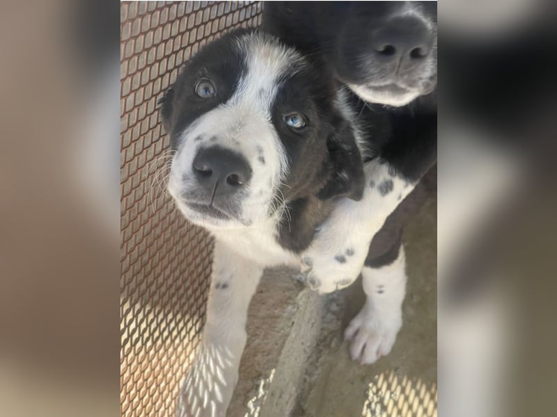 Cassie - freundlich, sanft, liebevoll, verspielt