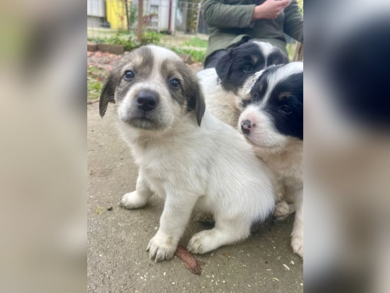 Die süße Nelly möchte so gerne ein Zuhause in D!