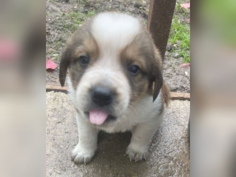 Welpenalarm: Wer hat ein Körbchen für Nuggets?