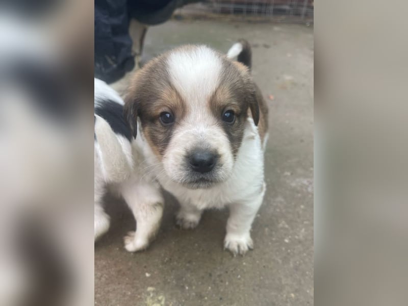 Welpenalarm: Wer hat ein Körbchen für Nuggets?