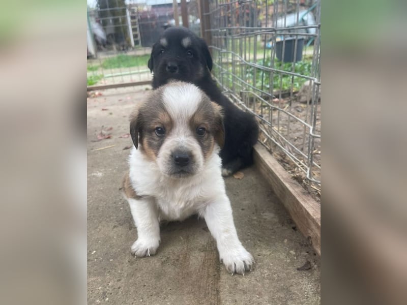 Welpenalarm: Wer hat ein Körbchen für Nuggets?