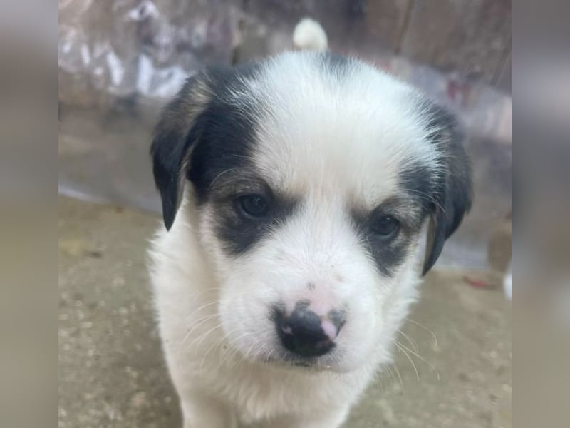 Wer verliebt sich in die süße Stella?