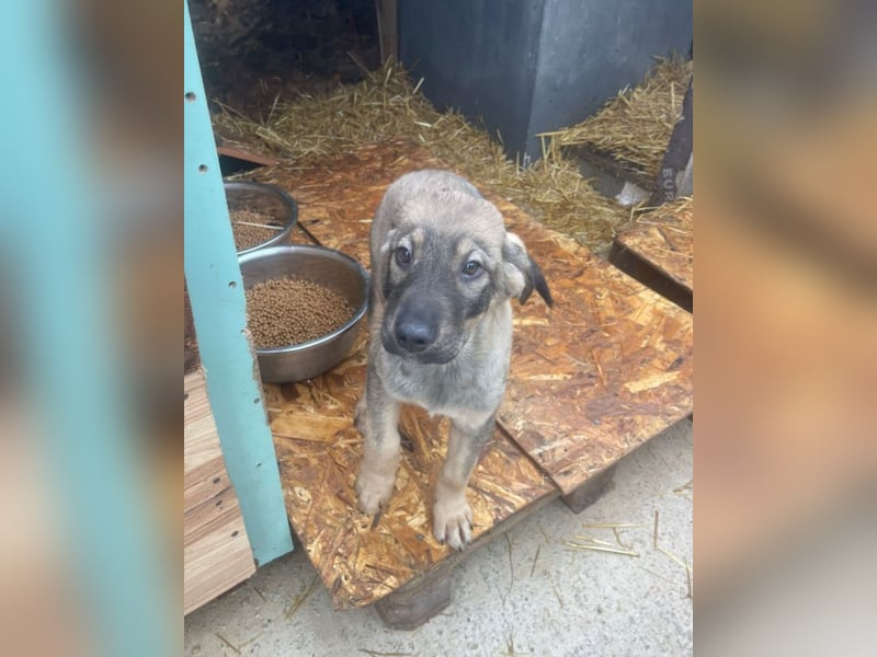 Kaan - lieber, zurückhaltender Welpenbub