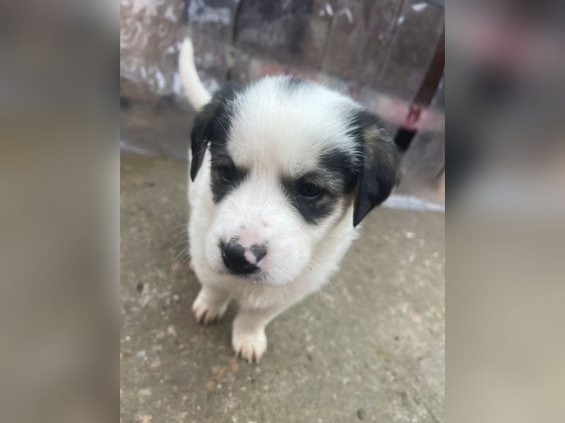 Wer verliebt sich in die süße Stella?