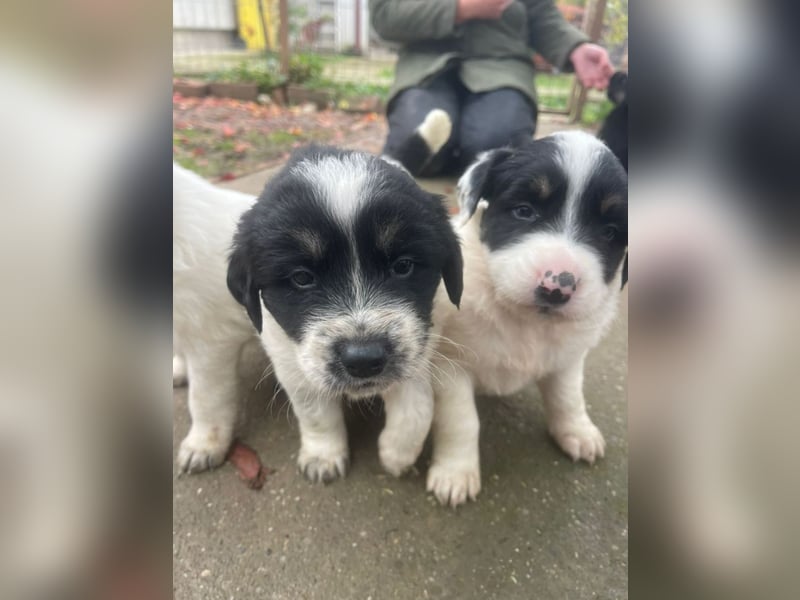 Welpenmädchen Phoebe sucht ihre Familie!