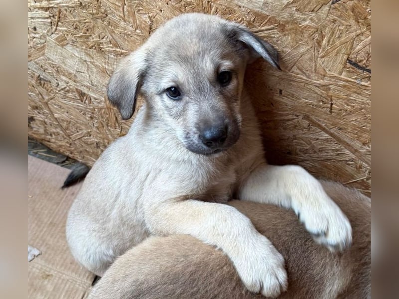 Pauli - liebevoller Welpe sucht Familie (deutschlandweit)