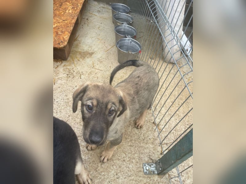 Kaan - lieber, zurückhaltender Welpenbub