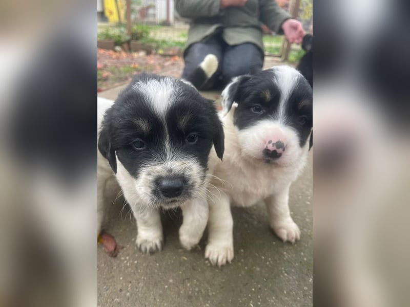 Welpenmädchen Bommel sucht ihre Menschen