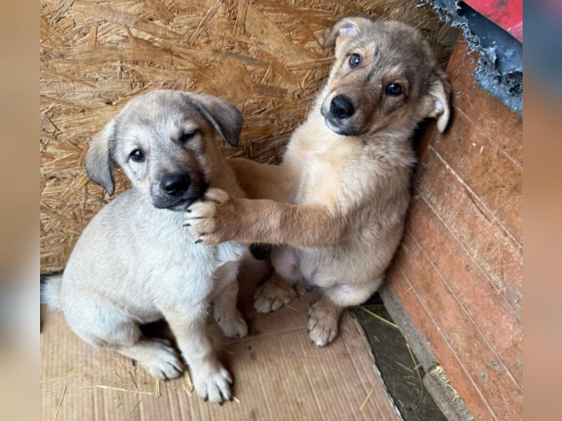 Pauli - liebevoller Welpe sucht Familie (deutschlandweit)