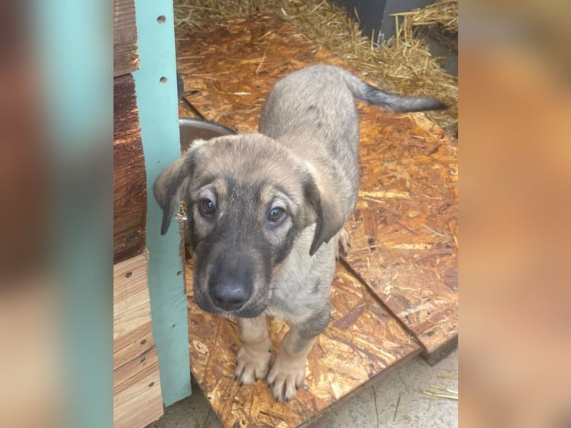 Kaan - lieber, zurückhaltender Welpenbub