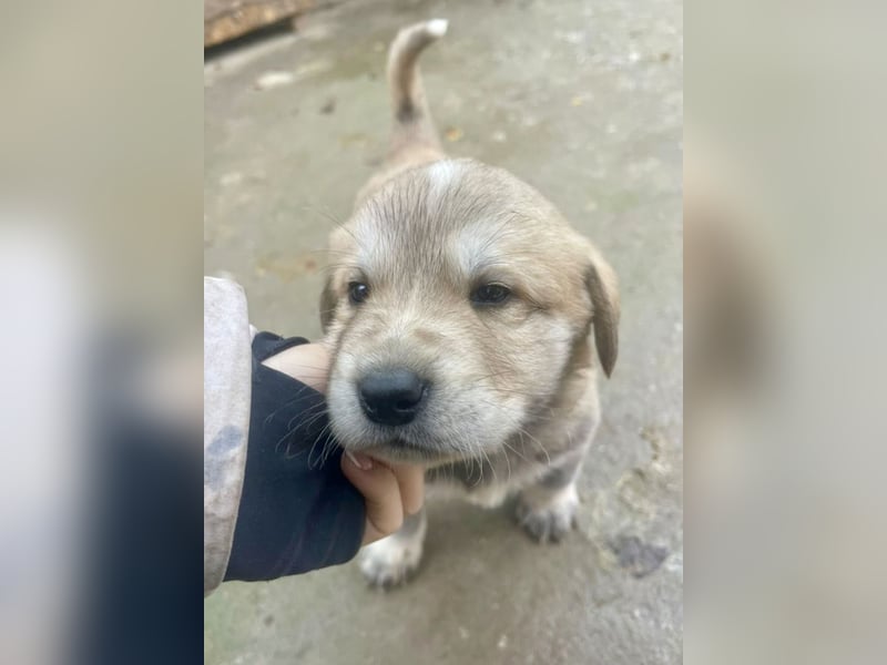 Bei wem darf Welpenbub Finley einziehen?