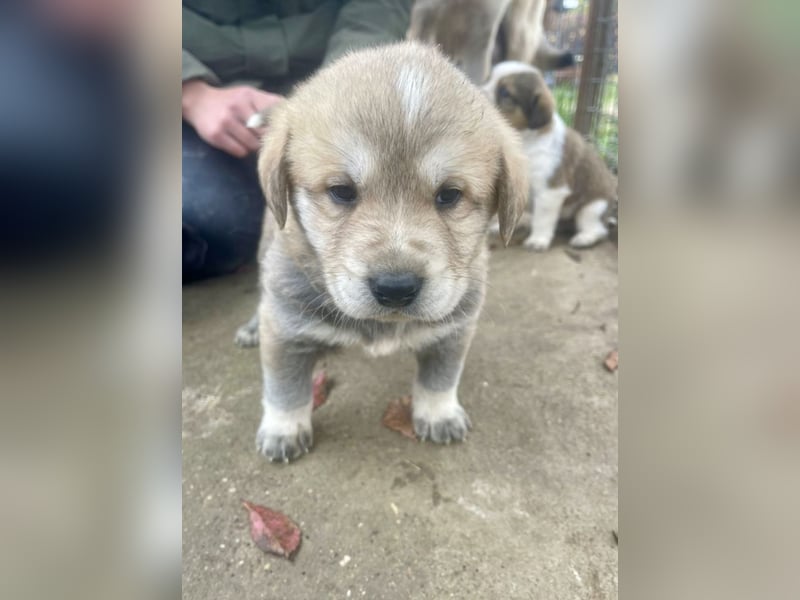 Bei wem darf Welpenbub Finley einziehen?