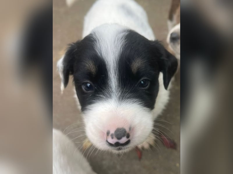Welpenmädchen Bommel sucht ihre Menschen
