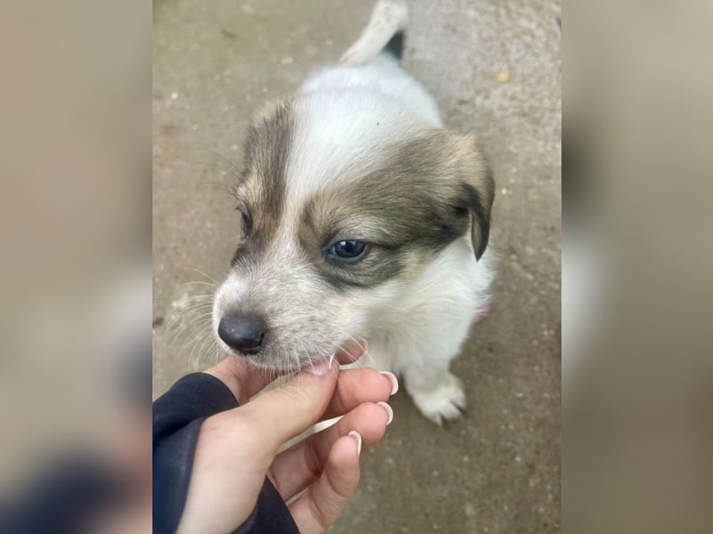 Die süße Nelly möchte so gerne ein Zuhause in D!