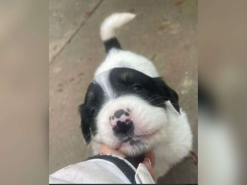 Welpenmädchen Bommel sucht ihre Menschen