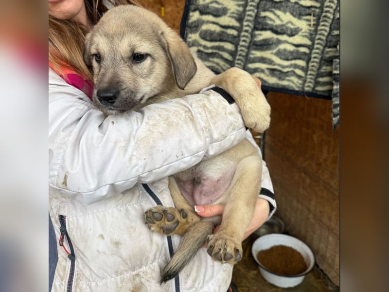Pauli - liebevoller Welpe sucht Familie (deutschlandweit)