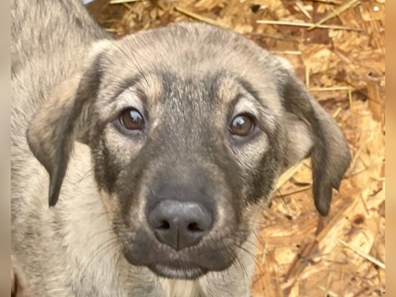 Kaan - lieber, zurückhaltender Welpenbub