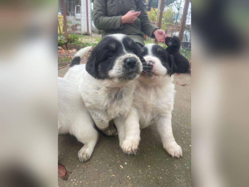 Welpenmädchen Phoebe sucht ihre Familie!