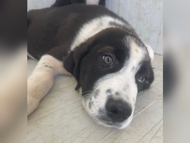 Cassie - freundlich, sanft, liebevoll, verspielt