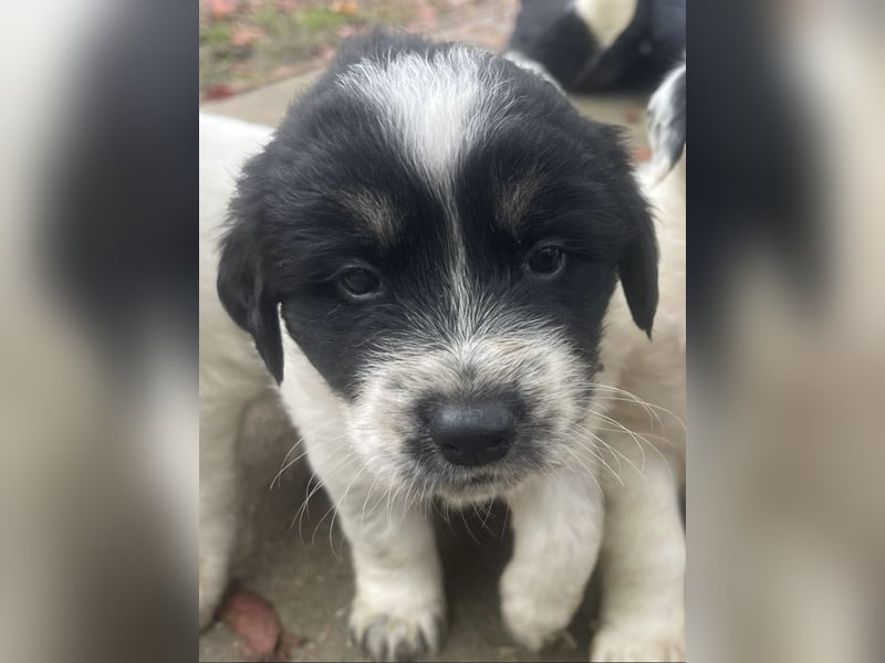 Welpenmädchen Phoebe sucht ihre Familie!