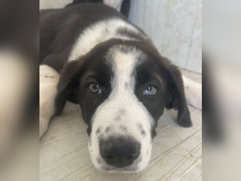 Cassie - freundlich, sanft, liebevoll, verspielt