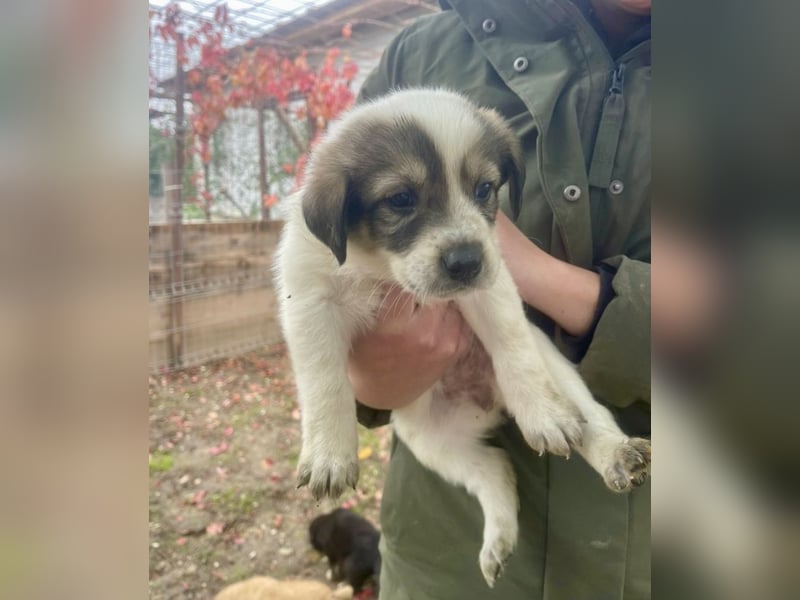 Die süße Nelly möchte so gerne ein Zuhause in D!